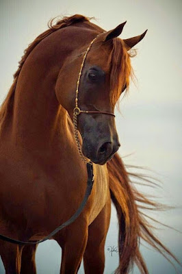 Fotografia de melancolico caballo castaño