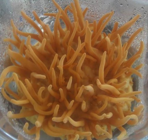 Cordyceps Mushroom Spawn in Pune | Mushroom seed supplier | Biobritte mushroom spawn center