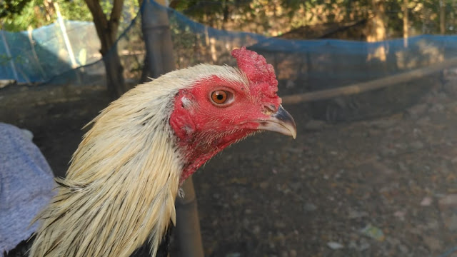 Jual Ayam Mangon Wido Jalak Atret Timpuk Pukul Bersih