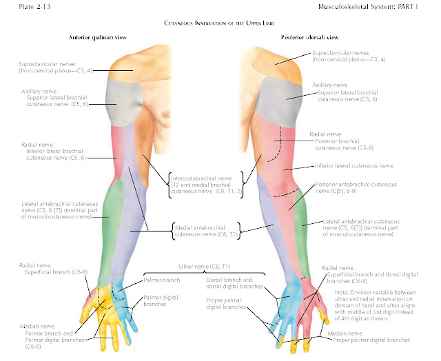 CUTANEOUS NERVES