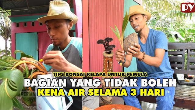 TIPS MEMBUAT BONSAI KELAPA UNTUK PEMULA