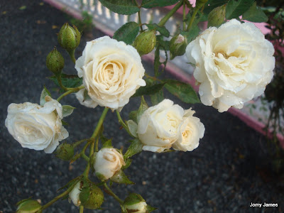 White Rose