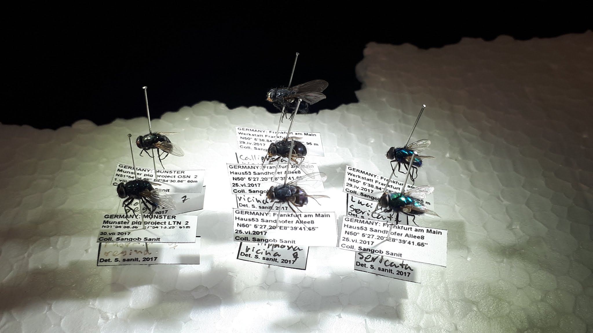 About the Forensic Entomology Process, Solving Cases with the Help of Insects