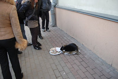 seekor kucing mengemis di Belarusia