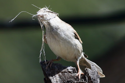 "House Sparrow - Passer domesticus, female perched on a dry stump with nesting material in her beak."