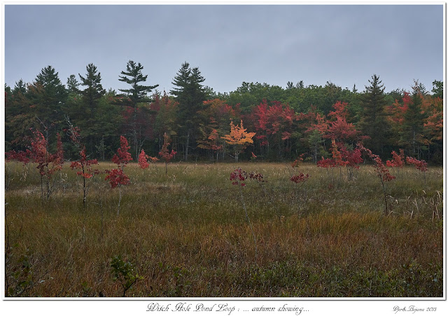 Witch Hole Pond Loop: ... autumn showing...