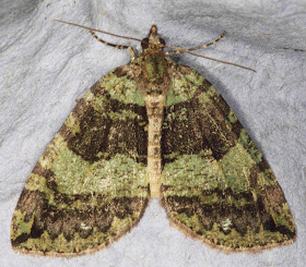 Moth, July Highflier, Hydriomena furcata.  Keston Common moth trap, 2 July 2011.