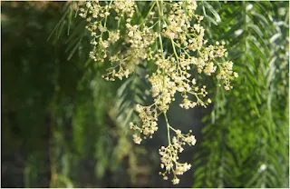 Medicinal Plants for Gynecological Disorders