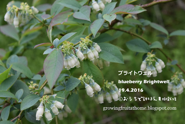 ブルーベリー ブライトウェルのお花 blueberry Brightwell flowering