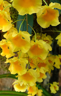 Dendrobium lindleyi - Dendrobium aggregatum