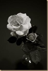 black and white flower