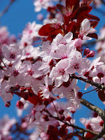 picture of cherry blossoms