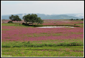 Kaas Plateau: Valley of flowers