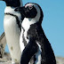 African Penguin