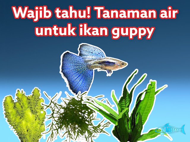 5+ Tanaman Air untuk Ikan Guppy