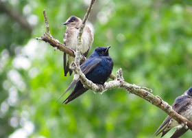 Purple Martin - Lake Lansing, Michigan, USA