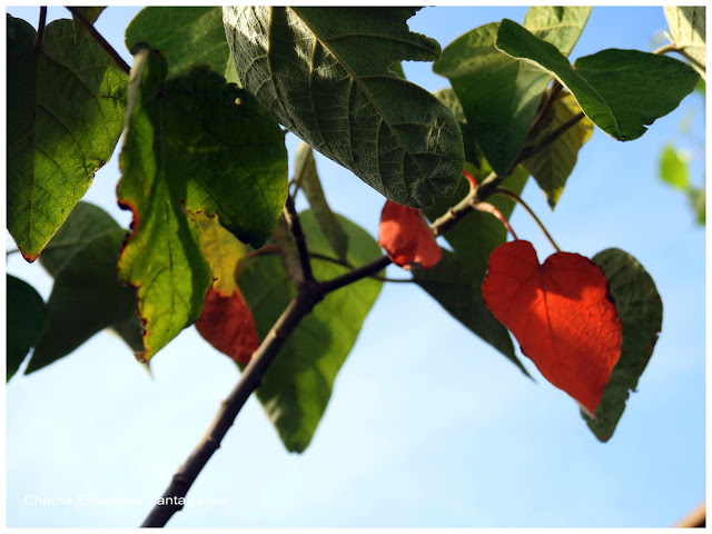 Hojas naranjas de Sangre de Drago-Chacra Educativa Santa Lucía