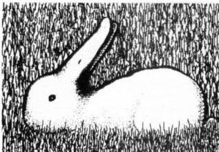 Another Duck or Rabbit Illusion