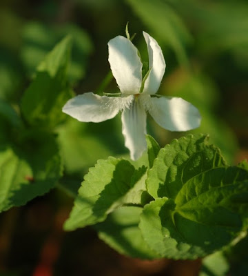 White Violet