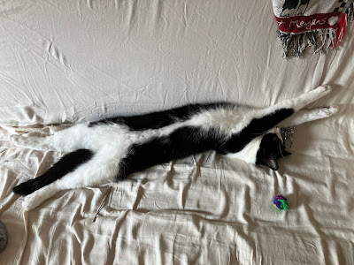 long cat is long