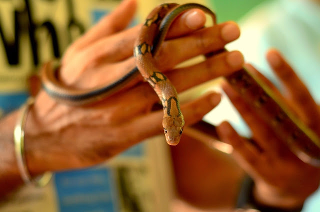 Handling the montane trinket, a very calm snake