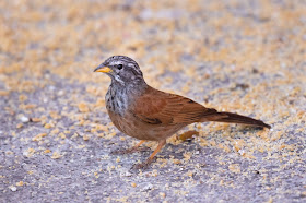 House Bunting - Marrakech, Morocco