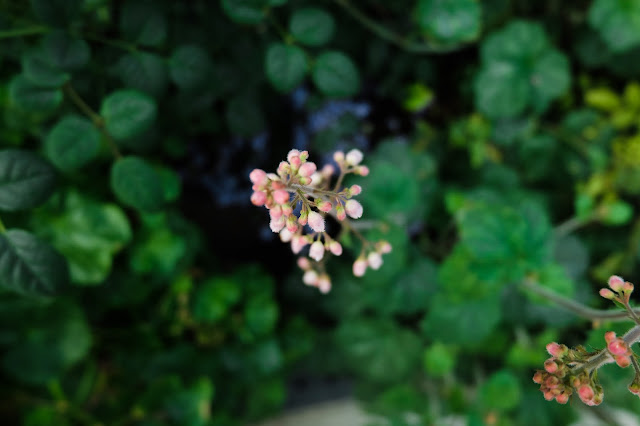 Flower Dome at Gardens by the Bay