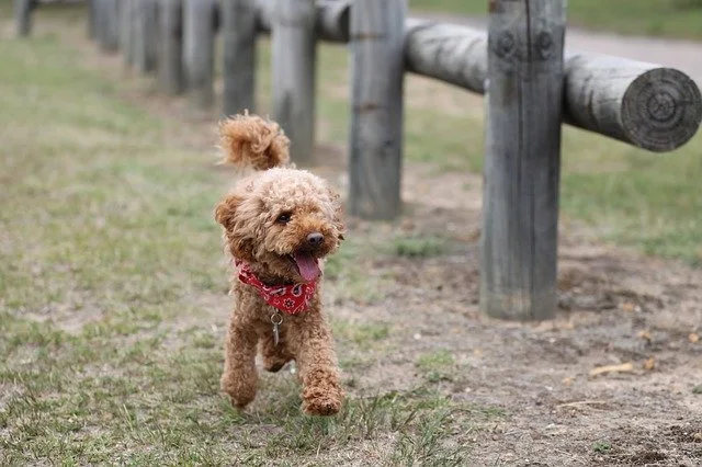 Toy Poodles