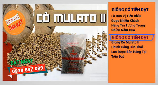 Giá giống cỏ mulato 2