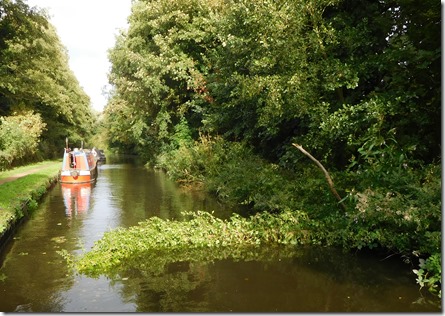 15 tree drifting back across cut