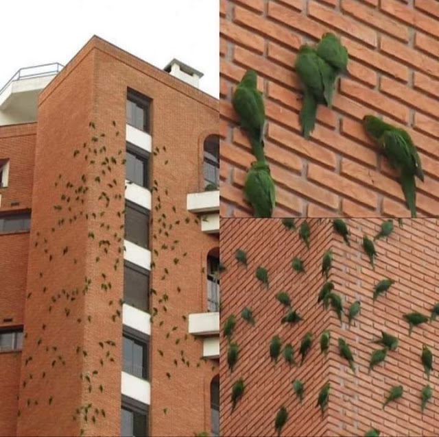 Maritacas "dominam" fachada de edifício do bairro do Tatuapé em São Paulo