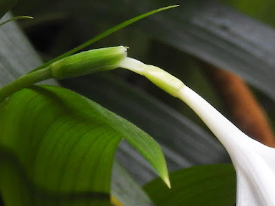 台灣鳶尾的花