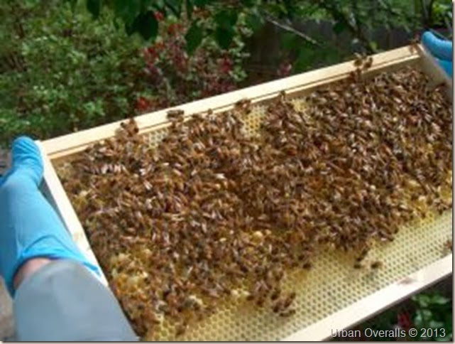 framewithbees