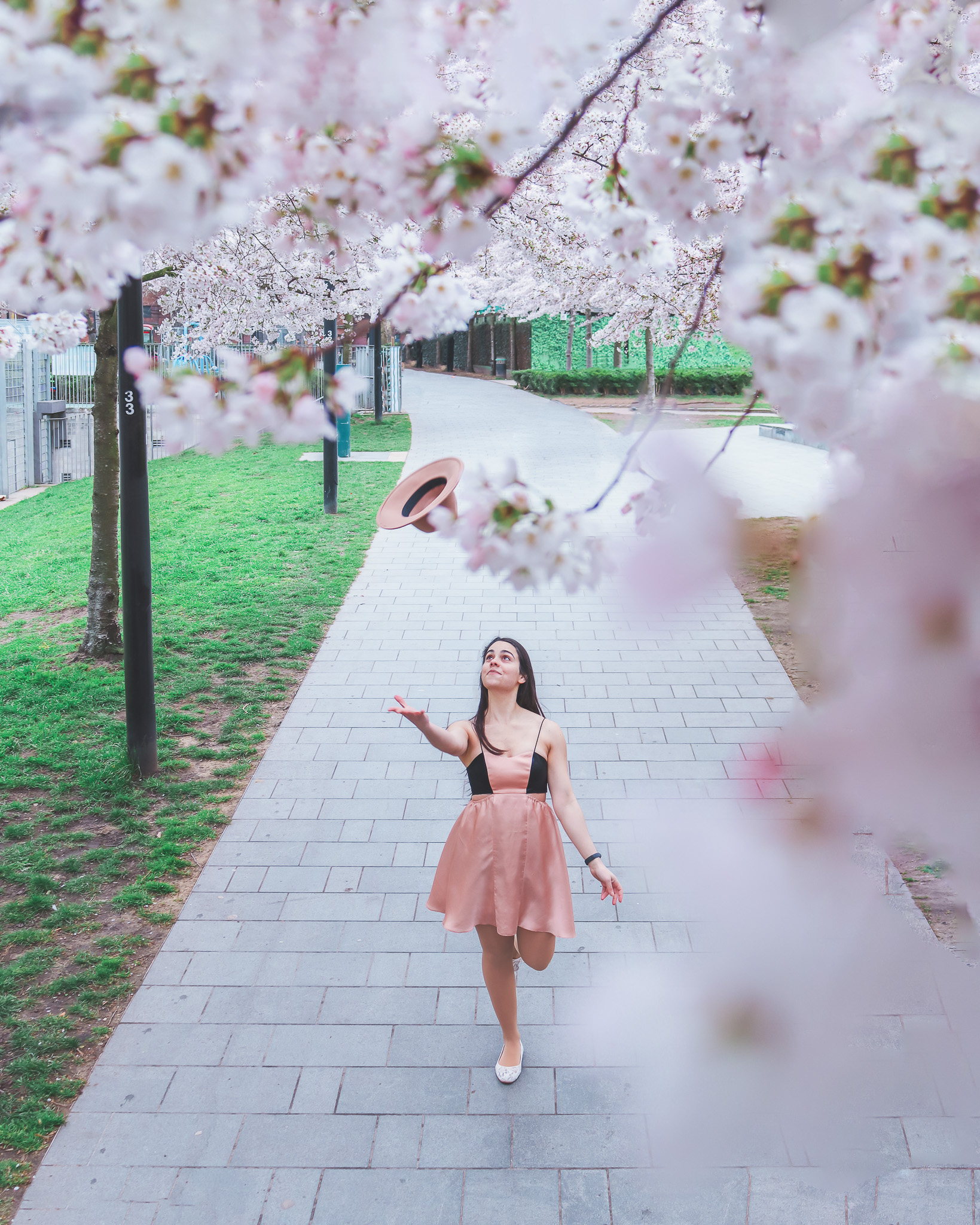 cherry blossoms in northwest london