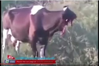 بالفيديو +18بقرة صدمها قطار سريع ومفصل نصف رأسها ولم تمت سبحان الخالق