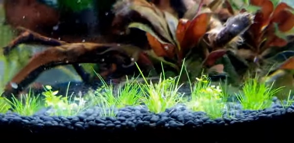 Dwarf Hairgrass Aquarium Plant Guide