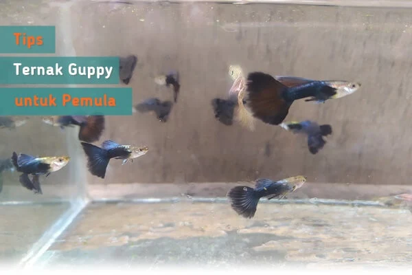 cara ternak ikan guppy