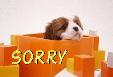 A cute puppy sitting in a box and saying sorry