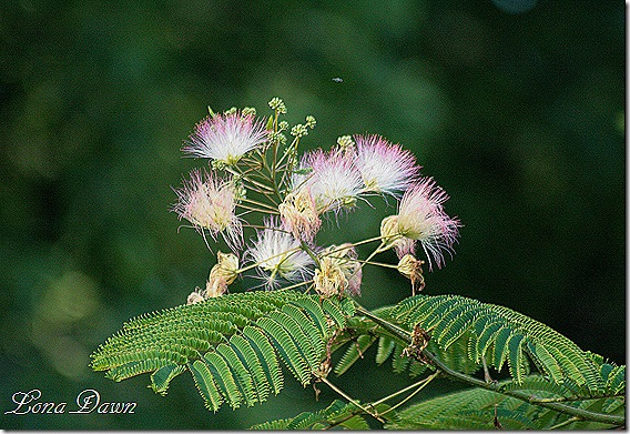 MimosaTree_PowderPuff