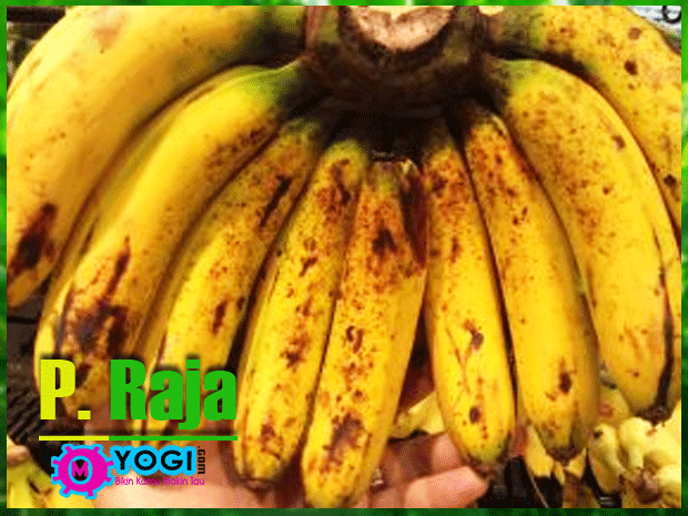 Jenis Jenis Nama Buah  Pisang  Di Indonesia Om yogi com