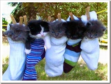 Lovely-Cute-Animals-19