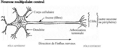  2. nefrs cérébro spinaux