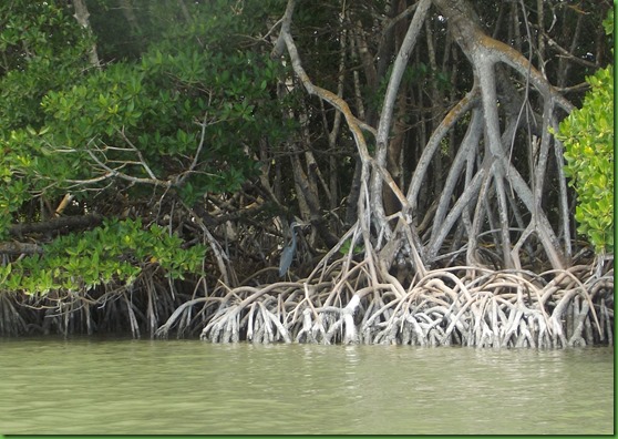 PM Florida Bay (69)