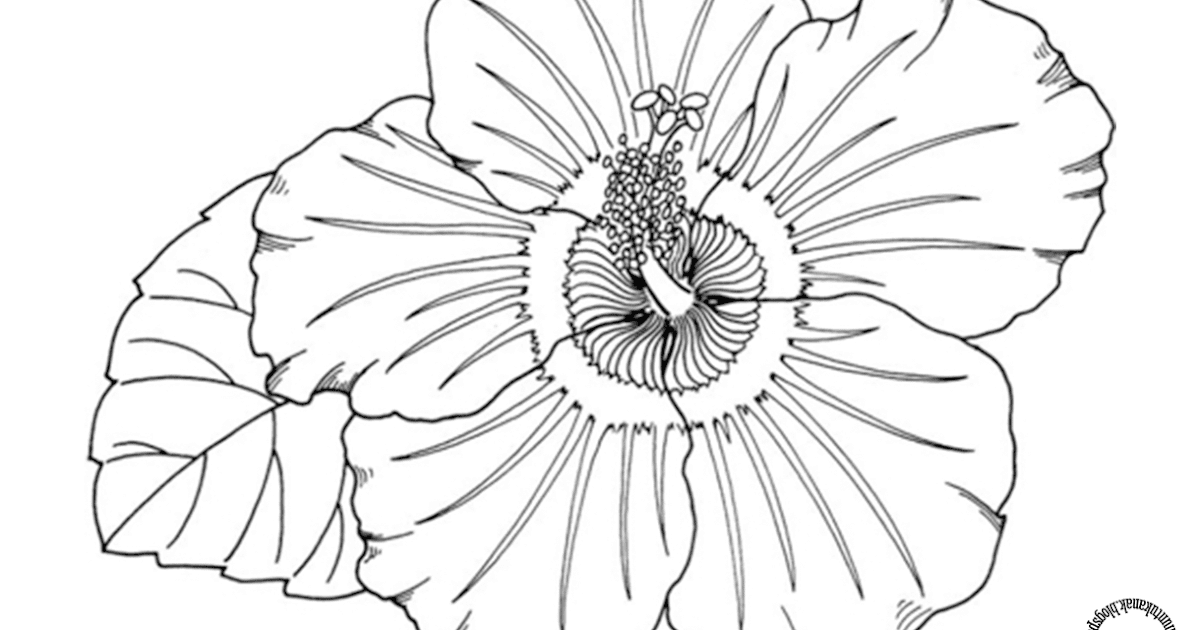 Paling Bagus 12+ Sketsa Gambar Bunga Kembang Sepatu ...