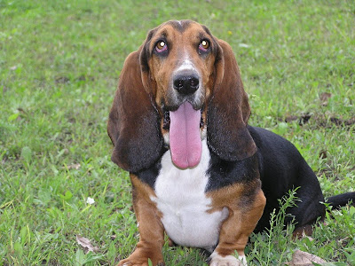 Basset Hound