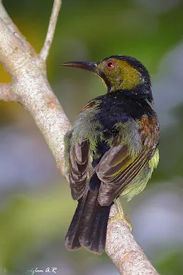 Sunbird