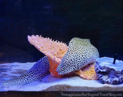 Seaport Aquarium on the Wildwood Boardwalk in Wildwood, New Jersey