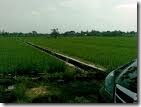 tanah sawah