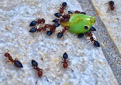 Ants carrying a grasshopper's head away