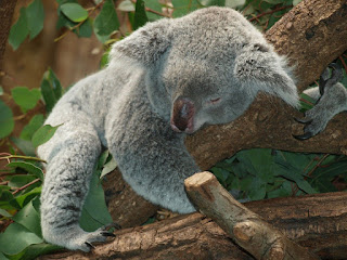 alvó koala